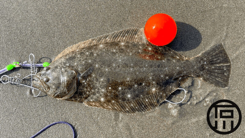 サーフでヒラメを釣って刺身・寿司・しゃぶしゃぶに！