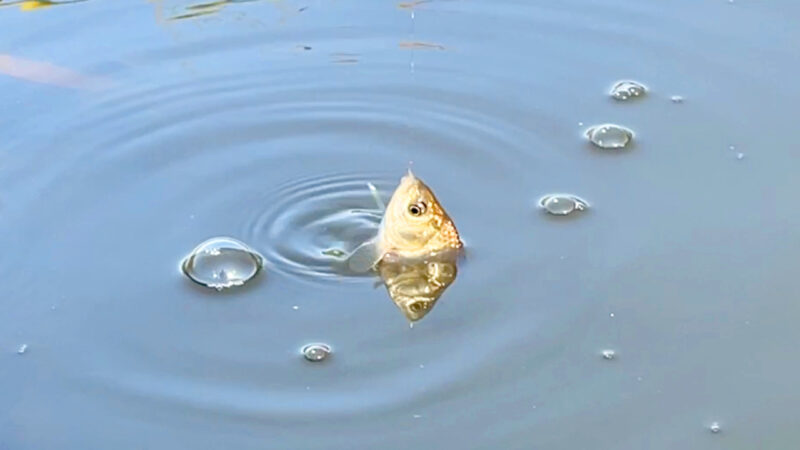 小鮒を求めて小物釣り！水路でのんびりたまにタナゴ【北浦】