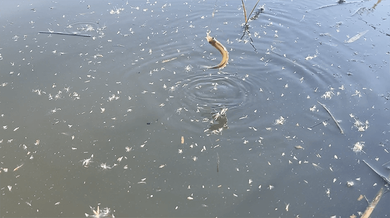 タナゴに会いたくて…12月上旬冬の小物釣り【北浦】