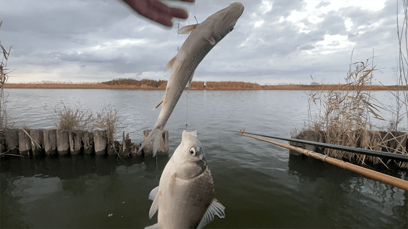 ヘラブナ釣りに行ったら五目釣りに早変わり（笑）【千葉県 黒部川 12月中旬】