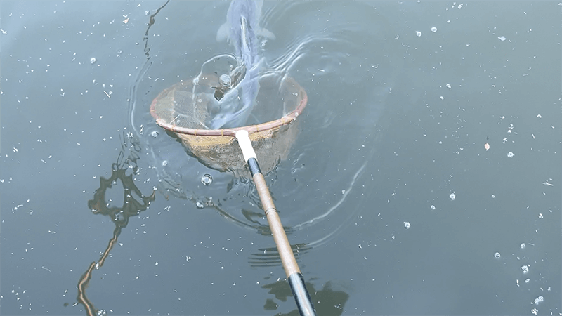 霞ヶ浦本湖でヘラブナ野釣りで良型一匹、も…【12月下旬冬】