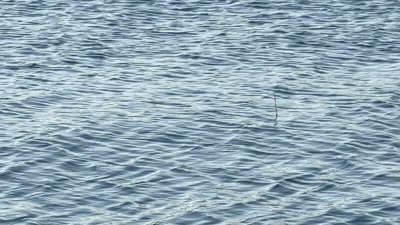 霞ヶ浦本湖でヘラブナ野釣りで良型一匹、も…【12月下旬冬】