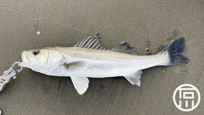 サーフシーバスを釣って刺身・鍋・カルパッチョ！
