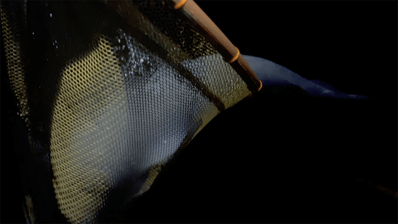 霞ヶ浦・北浦・黒部川でヘラブナ野釣りな4日間｜デコ×3後に粘って40上が…！【1月 冬】