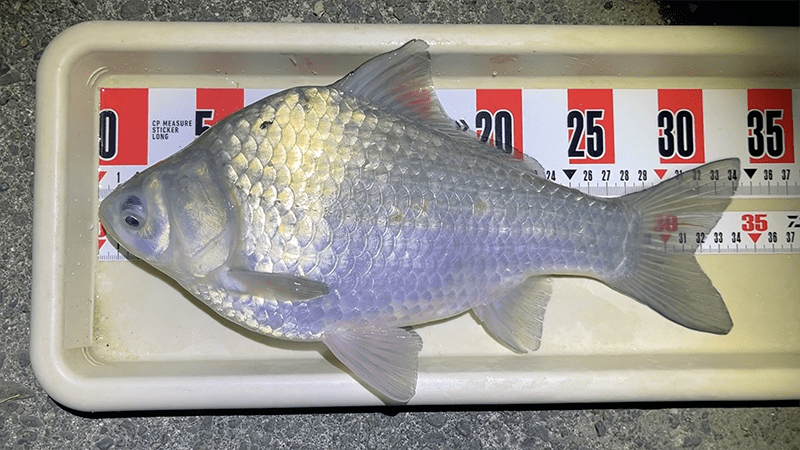 霞ヶ浦・北浦・黒部川でヘラブナ野釣りな4日間｜デコ×3後に粘って40上が…！【1月 冬】