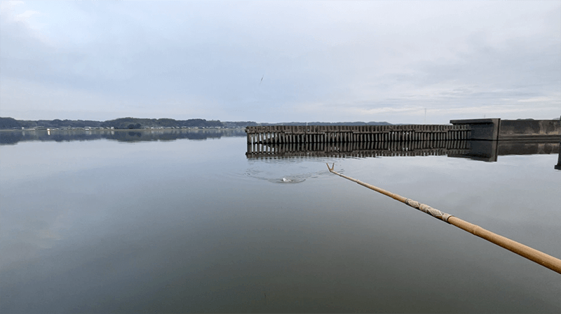 北浦で尺半が近づいた日｜霞ヶ浦水系ヘラブナ野釣り【1月中旬冬】