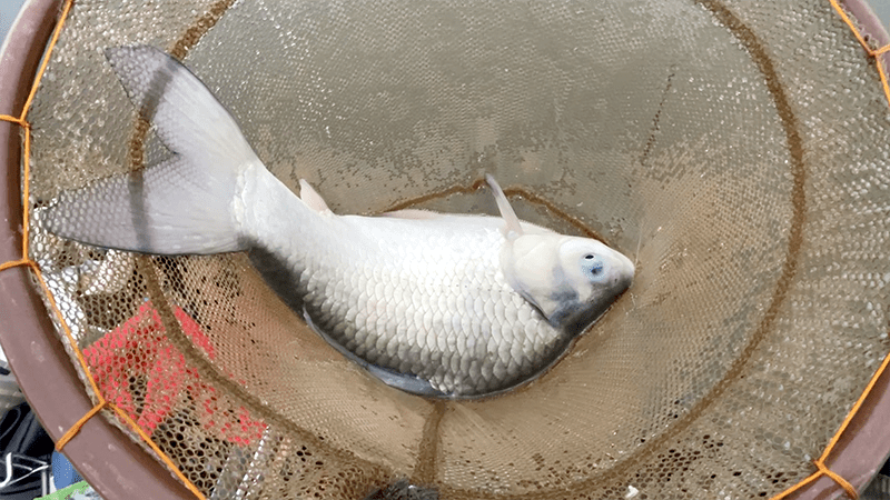 北浦で尺半が近づいた日｜霞ヶ浦水系ヘラブナ野釣り【1月中旬冬】