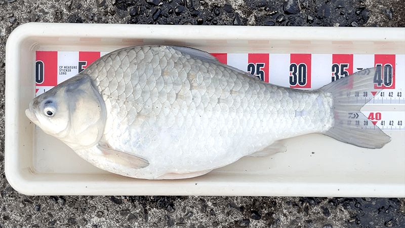 北浦で尺半が近づいた日｜霞ヶ浦水系ヘラブナ野釣り【1月中旬冬】