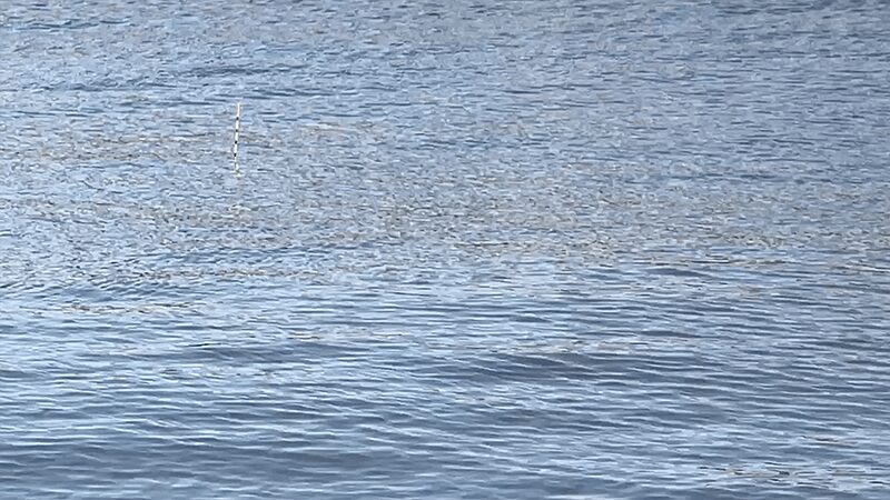 北浦で粘りの一匹なヘラブナ野釣り【霞ヶ浦水系 1月下旬冬】