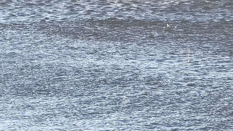 北浦で粘りの一匹なヘラブナ野釣り【霞ヶ浦水系 1月下旬冬】