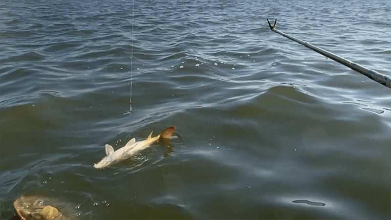 北浦で粘りの一匹なヘラブナ野釣り【霞ヶ浦水系 1月下旬冬】