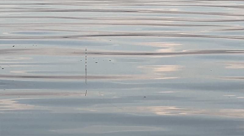 北浦で粘りの一匹なヘラブナ野釣り【霞ヶ浦水系 1月下旬冬】