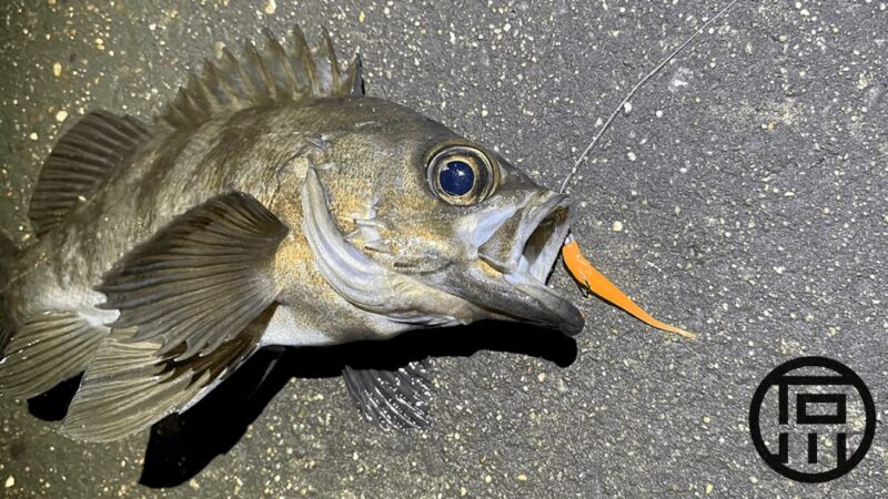 シーバスで釣り納めてメバルで釣り初め、となりました