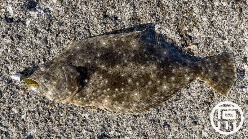 海太郎のスパテラでヒラメと根魚を狙ってみた【海釣りライトゲーム】