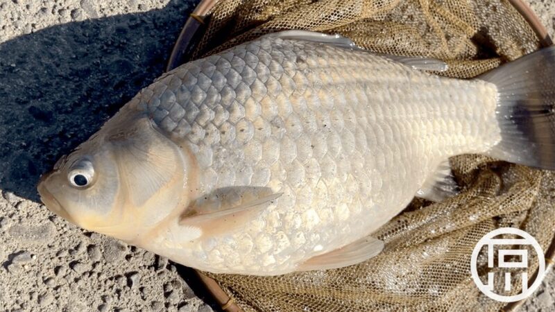 北浦でヘラブナ狙いの釣りも良型マブナ【霞ヶ浦水系 2月初旬冬】