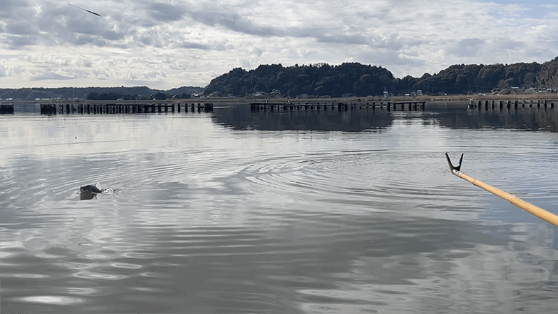 北浦デコ日記|2月冬のオデコなヘラブナ野釣り【霞ヶ浦水系北浦】