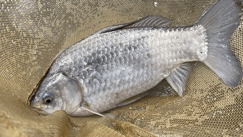 北浦デコ日記|2月冬のオデコなヘラブナ野釣り【霞ヶ浦水系北浦】
