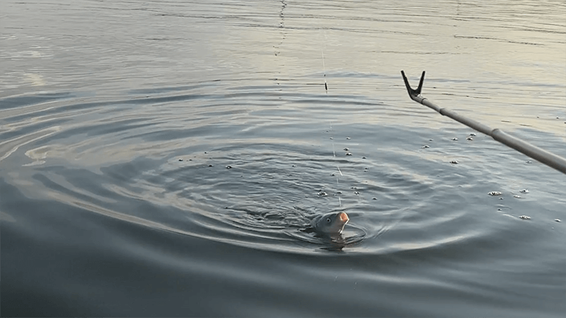 北浦デコ日記|2月冬のオデコなヘラブナ野釣り【霞ヶ浦水系北浦】