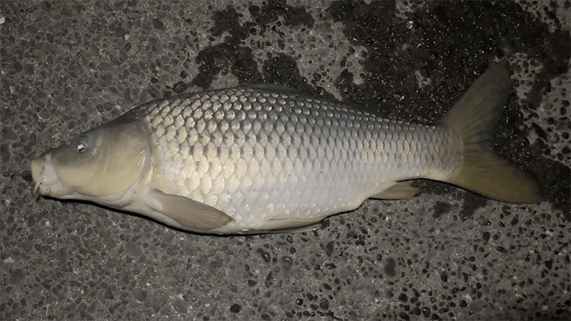 北浦デコ日記|2月冬のオデコなヘラブナ野釣り【霞ヶ浦水系北浦】