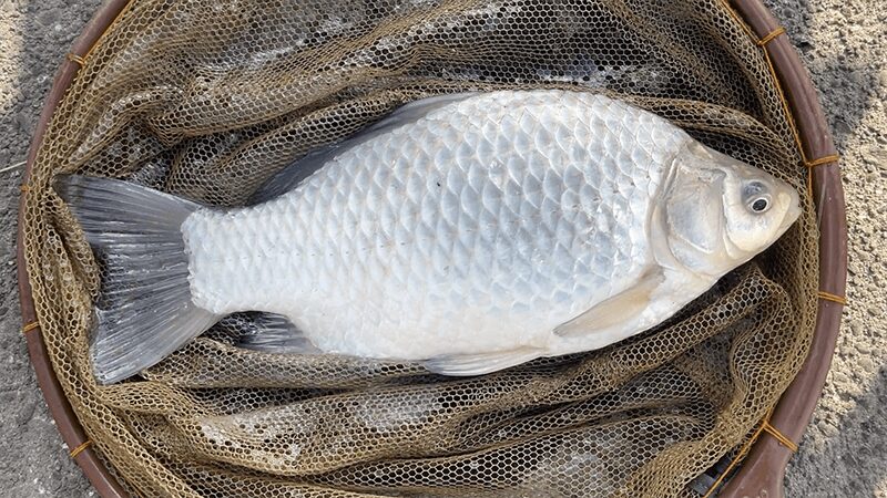 北浦デコ日記|2月冬のオデコなヘラブナ野釣り【霞ヶ浦水系北浦】