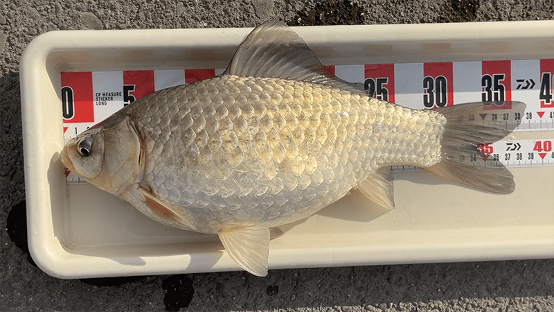 北浦デコ日記|2月冬のオデコなヘラブナ野釣り【霞ヶ浦水系北浦】