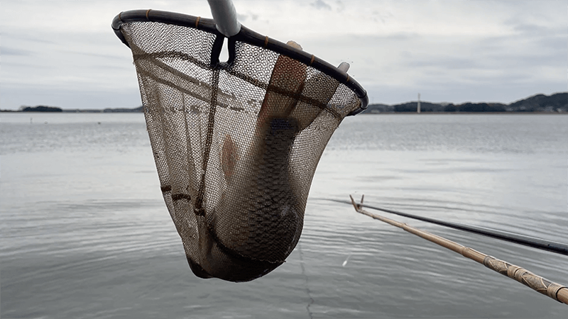 北浦デコ日記|2月冬のオデコなヘラブナ野釣り【霞ヶ浦水系北浦】