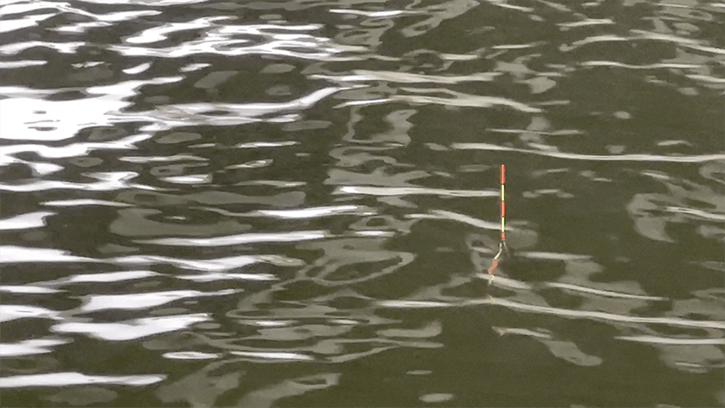 北浦デコ日記|2月冬のオデコなヘラブナ野釣り【霞ヶ浦水系北浦】