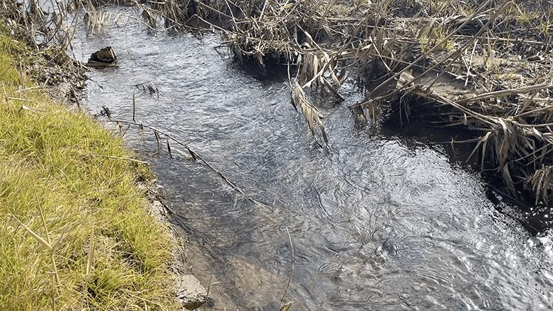 ひさしぶりの北浦ヘラブナ…オデコ連発の後の40上【霞ヶ浦水系北浦3月中旬】