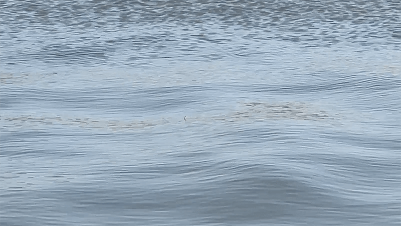 ひさしぶりの北浦ヘラブナ…オデコ連発の後の40上【霞ヶ浦水系北浦3月中旬】