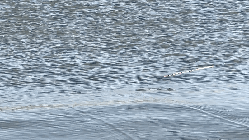 ひさしぶりの北浦ヘラブナ…オデコ連発の後の40上【霞ヶ浦水系北浦3月中旬】