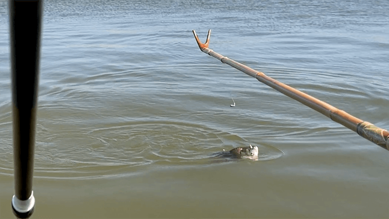 ひさしぶりの北浦ヘラブナ…オデコ連発の後の40上【霞ヶ浦水系北浦3月中旬】