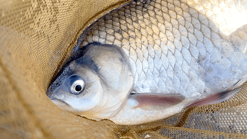 ひさしぶりの北浦ヘラブナ…オデコ連発の後の40上【霞ヶ浦水系北浦3月中旬】