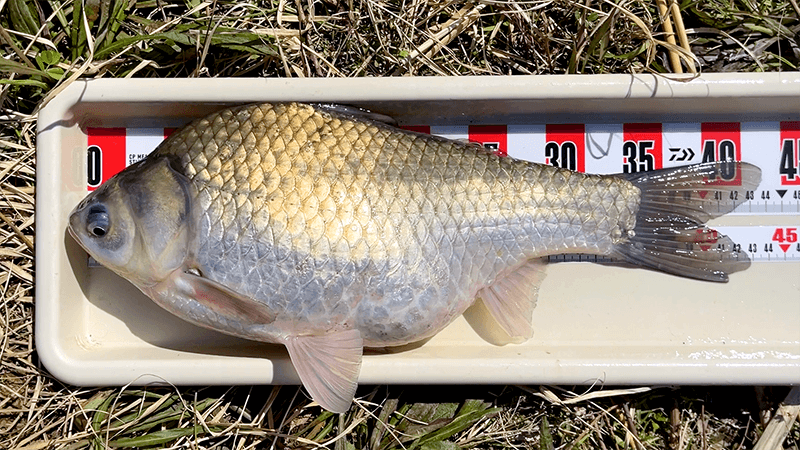 ひさしぶりの北浦ヘラブナ…オデコ連発の後の40上【霞ヶ浦水系北浦3月中旬】