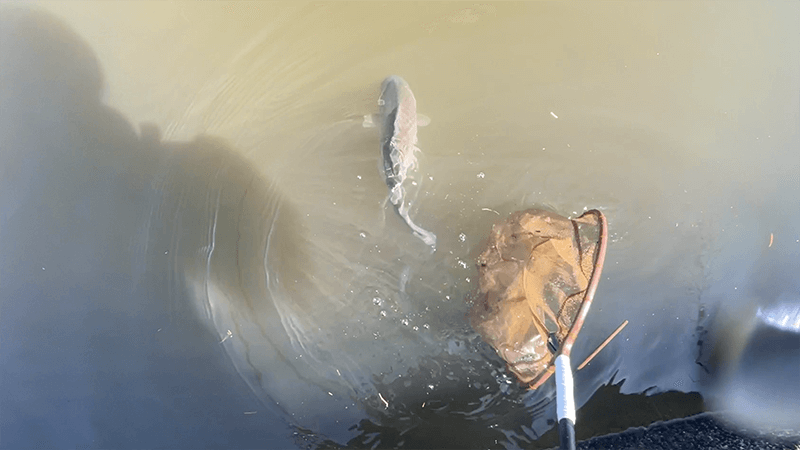 ひさしぶりの北浦ヘラブナ…オデコ連発の後の40上【霞ヶ浦水系北浦3月中旬】