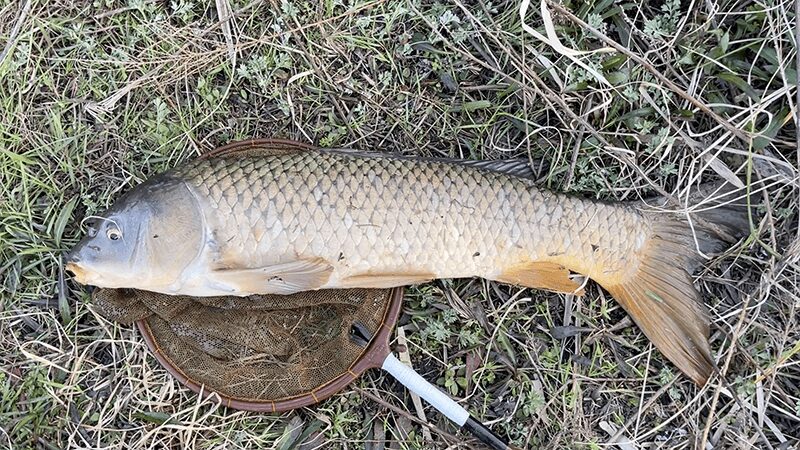 ひさしぶりの北浦ヘラブナ…オデコ連発の後の40上【霞ヶ浦水系北浦3月中旬】