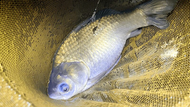 巴川でヘラブナ釣りもナイターでなんとか一枚【霞ヶ浦水系北浦 3月中旬】