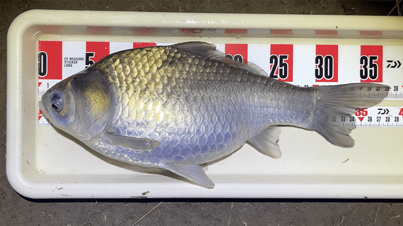 巴川でヘラブナ釣りもナイターでなんとか一枚【霞ヶ浦水系北浦 3月中旬】