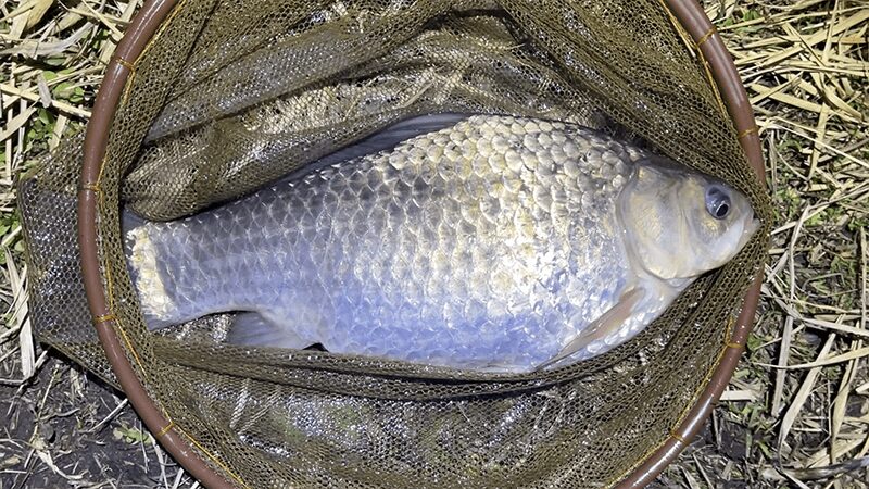 巴川でヘラブナ釣りもナイターでなんとか一枚【霞ヶ浦水系北浦 3月中旬】