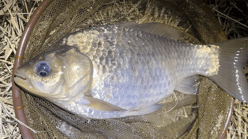 巴川でヘラブナ釣りもナイターでなんとか一枚【霞ヶ浦水系北浦 3月中旬】