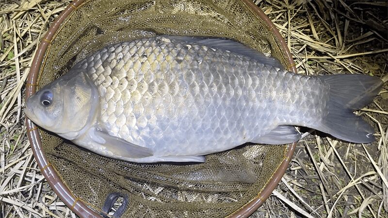 巴川でヘラブナ釣りもナイターでなんとか一枚【霞ヶ浦水系北浦 3月中旬】