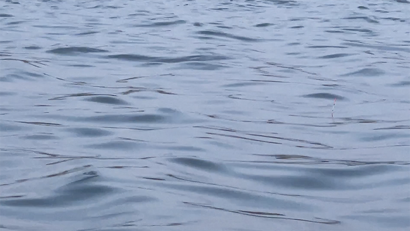 急流でのドボン釣り！巴川でヘラブナ40上【霞ヶ浦水系北浦 3月下旬】