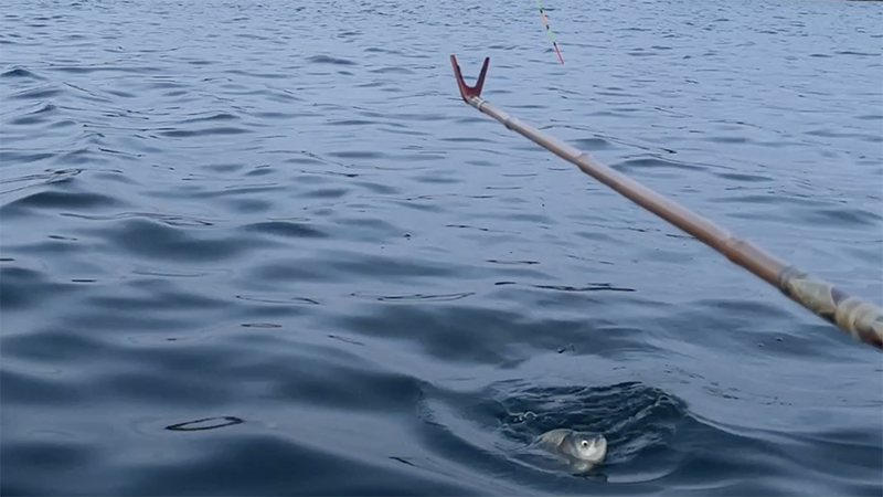 急流でのドボン釣り！巴川でヘラブナ40上【霞ヶ浦水系北浦 3月下旬】