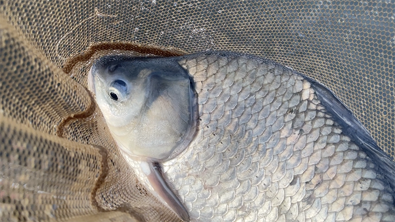 急流でのドボン釣り！巴川でヘラブナ40上【霞ヶ浦水系北浦 3月下旬】