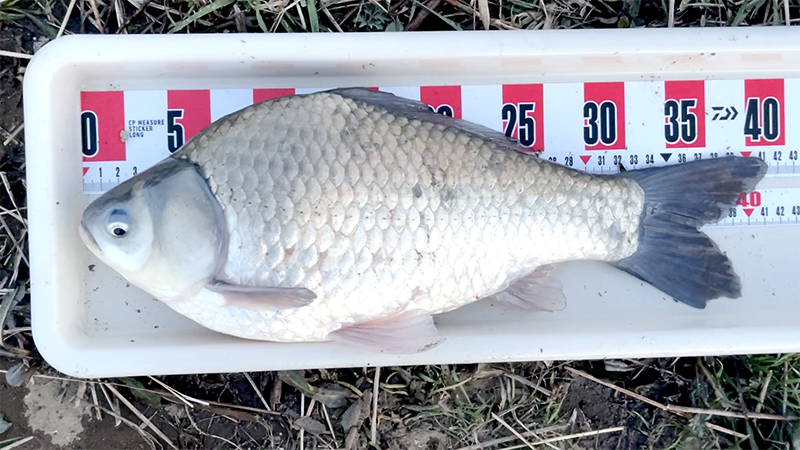 急流でのドボン釣り！巴川でヘラブナ40上【霞ヶ浦水系北浦 3月下旬】