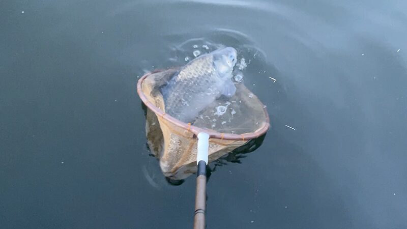 急流でのドボン釣り！巴川でヘラブナ40上【霞ヶ浦水系北浦 3月下旬】