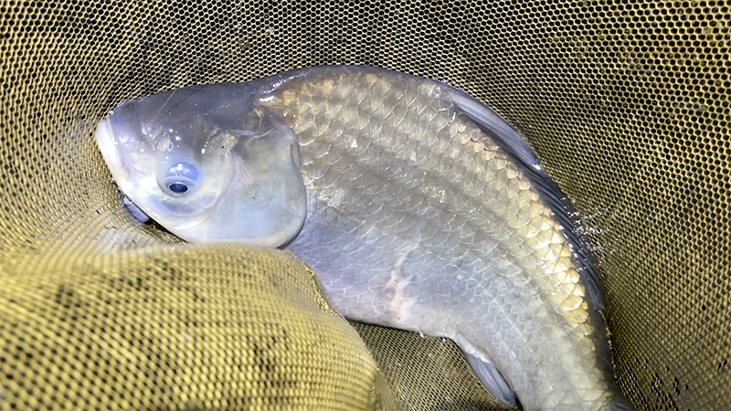 急流でのドボン釣り！巴川でヘラブナ40上【霞ヶ浦水系北浦 3月下旬】