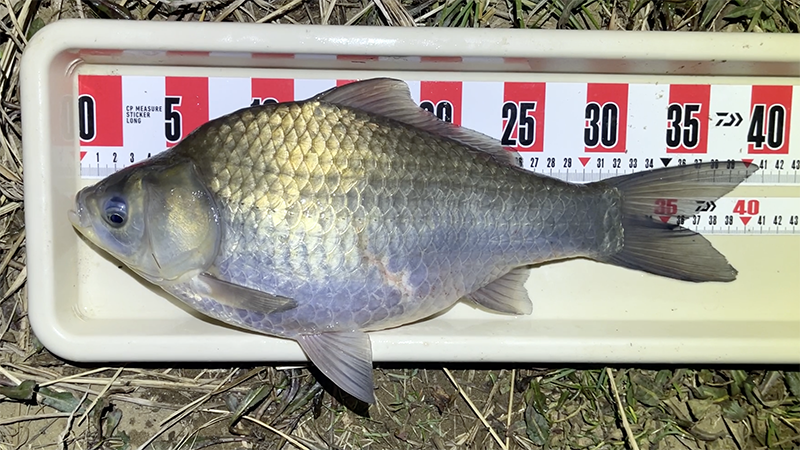 急流でのドボン釣り！巴川でヘラブナ40上【霞ヶ浦水系北浦 3月下旬】