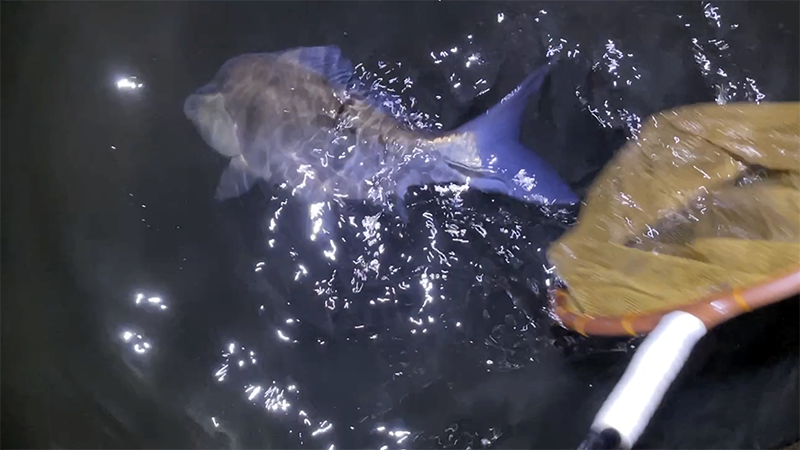 急流でのドボン釣り！巴川でヘラブナ40上【霞ヶ浦水系北浦 3月下旬】