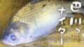巴川でヘラブナ釣りもナイターでなんとか一枚【霞ヶ浦水系北浦 3月中旬】