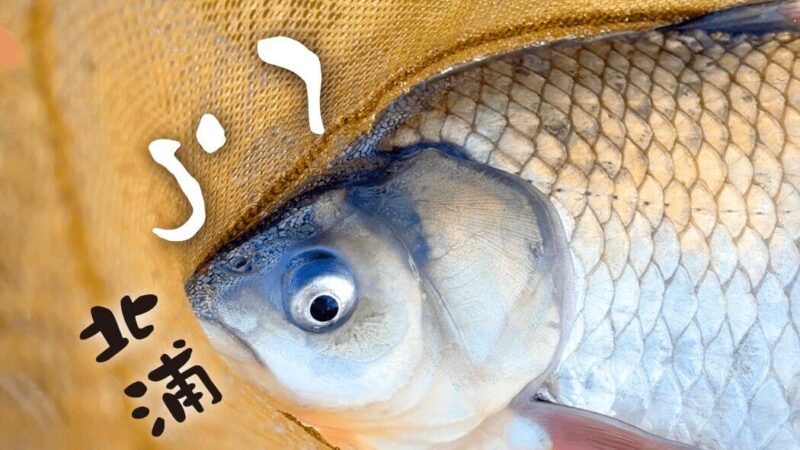 ひさしぶりの北浦ヘラブナ…オデコ連発の後の40上【霞ヶ浦水系北浦3月中旬】